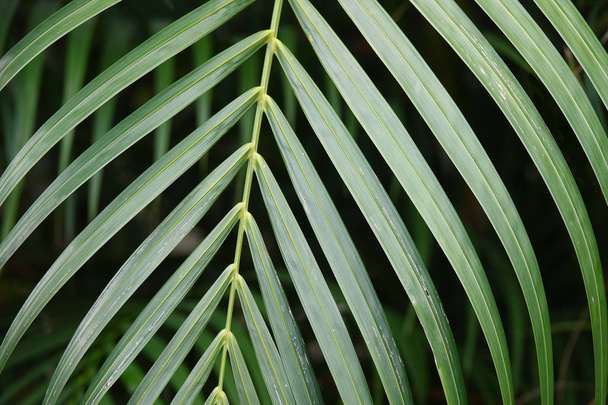 Тропический лист пальмы на темно-зеленом фоне
 - Фото, изображение