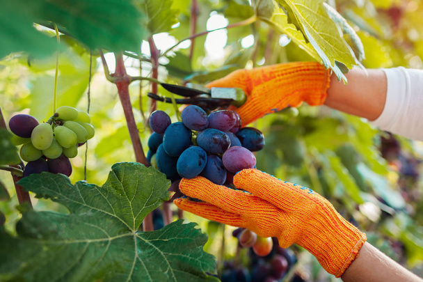 Agriculteur récolte de raisins sur la ferme écologique. Femme coupant des raisins de table bleus avec taille
 - Photo, image