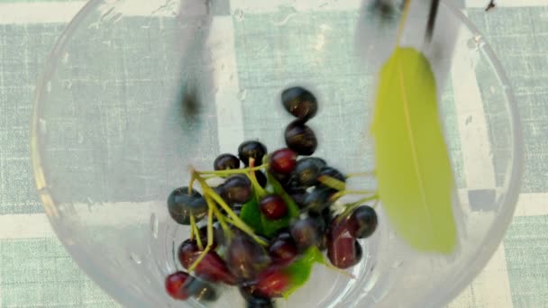 Ripe Aronia falling in bowl with drops of water (Melanocarpa) - Felvétel, videó