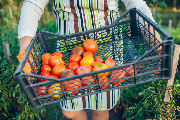 Kobieta rolnik trzyma pudełko czerwonych pomidorów na eko-gospodarstwie. Zbieranie jesiennych upraw warzyw. Rolnictwo, ogrodnictwo - Zdjęcie, obraz