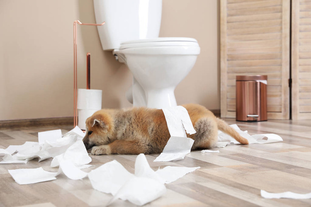Adorable Akita Inu puppy playing with toilet paper at home - Foto, Bild