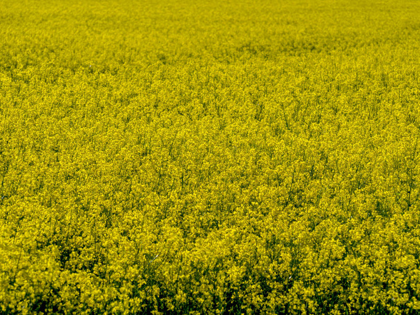yellow rape field  - Photo, Image