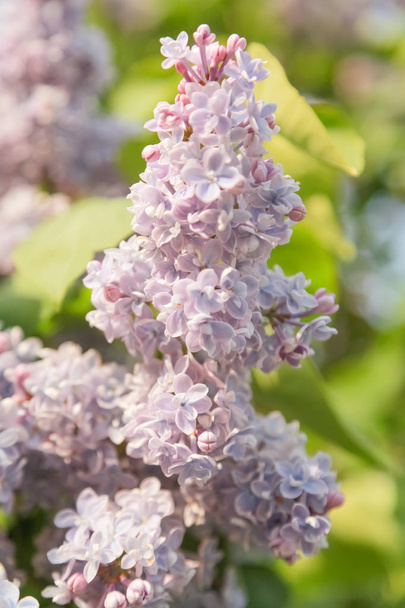 Delicadas flores preciosas de lila en el jardín
 - Foto, imagen