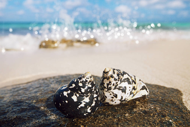 conchas negras caribeñas en la playa
 - Foto, imagen