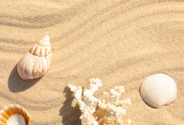 Seashells e coral na areia da praia com padrão de onda. Espaço para texto
 - Foto, Imagem