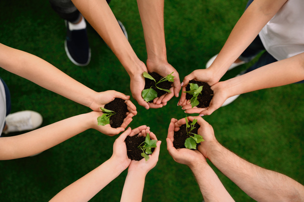 Группа волонтеров держит почву с капустой в руках на открытом воздухе, вид сверху
 - Фото, изображение