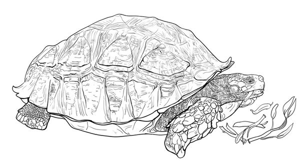 a sarkantyús teknős - Vektor, kép