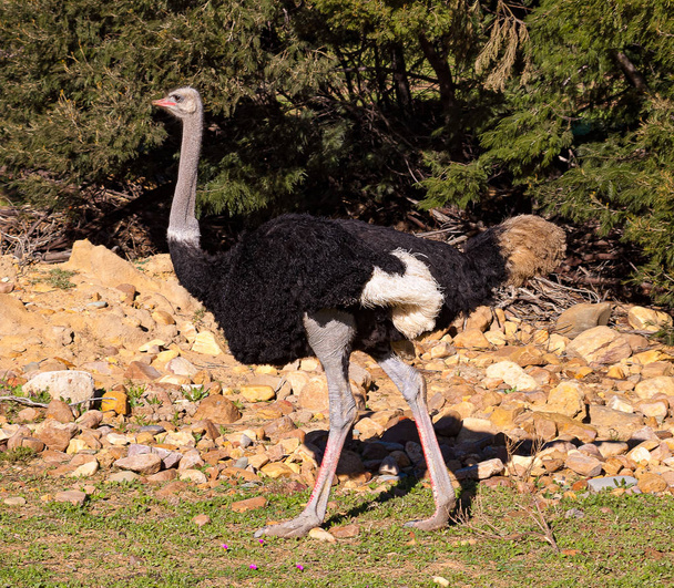 Мужчина-страус, идущий в саванне Южной Африки
 - Фото, изображение