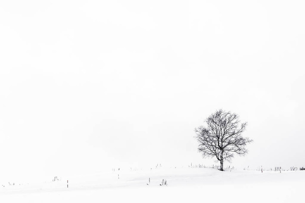 冬雪の中での孤独な木と美しい風景 - 写真・画像