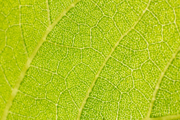 thw Sonnenblume in Makrosicht, close-up Sonnenblume in Bauernhof - Foto, Bild