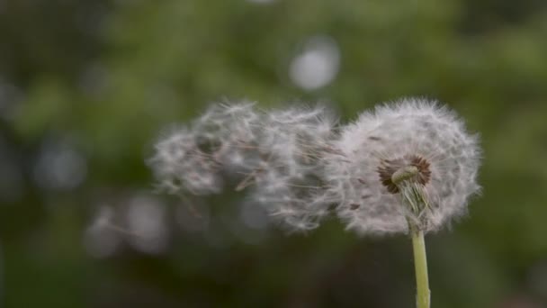 SLOW MOTION, CLOSE UP, COPY SPACE, DOF: Fragile white dandelion blossom gets blown away by the spring wind. Beautiful shot of fluffy white seeds flying into the distance. Flower blossom is swept away. - Footage, Video
