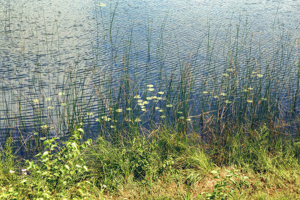 Belle vue sur le paysage au petit lac étang bleu. Parc forestier canadien nature. Superbe scène estivale avec nénuphars et hautes herbes vertes. Contexte environnemental naturel
. - Photo, image