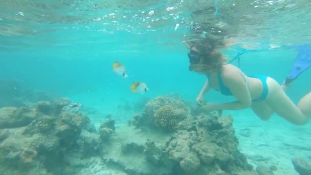 Sualtı: Kaybolan mercan resifinin etrafında şnorkelle yüzen genç kadın kalan birkaç tropik balığı besliyor. Kadın turist kırılgan yerel balık bazı ekmek beslemek için dalış gezisi sırasında durur. - Video, Çekim