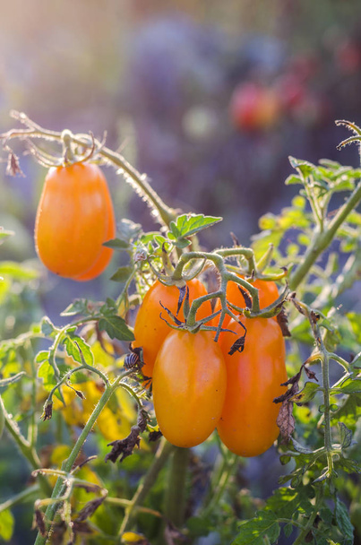 Bahçede olgun domatesler - Fotoğraf, Görsel