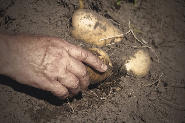 Čerstvé organické brambory z půdy, sklizně, manuální sklizně. - Fotografie, Obrázek