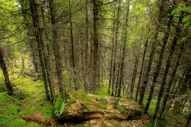 Ένα παχύ κούτσουρο καλυμμένο με βρύα στη μέση ενός δάσους ερυθρελάτης στα βουνά - Φωτογραφία, εικόνα