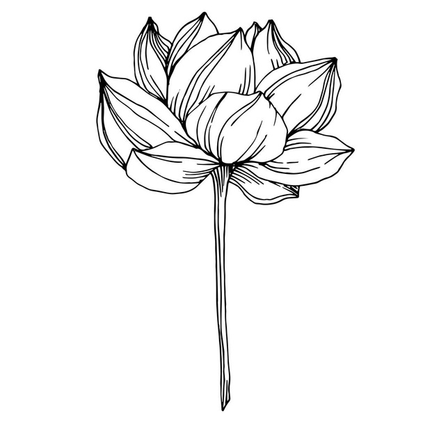 Vektör Lotus çiçek botanik çiçekler. Siyah ve beyaz oyulmuş mürekkep sanatı. İzole lotus illüstrasyon elemanı. - Vektör, Görsel