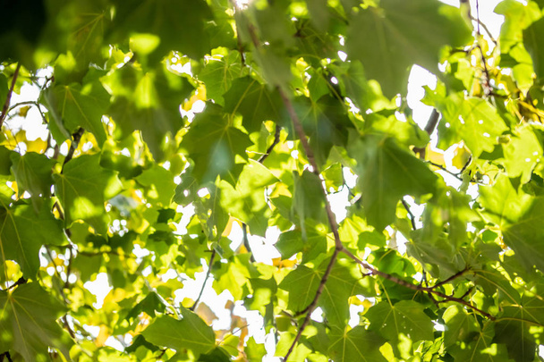 空の背景にカエデの木に緑の葉 - 写真・画像