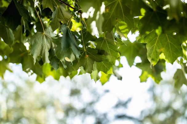 Green leaves on maple tree on sky background - Foto, Imagem