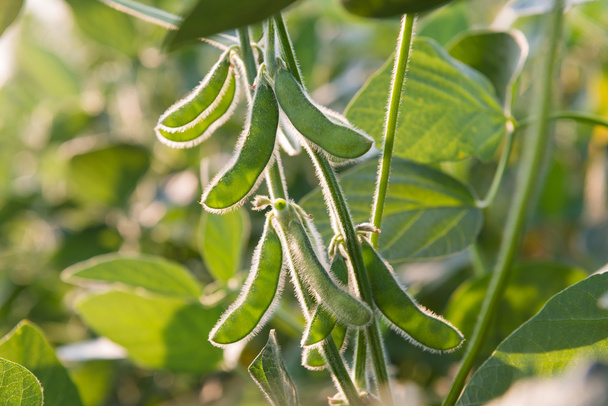 Close up van de soy bean - Foto, afbeelding