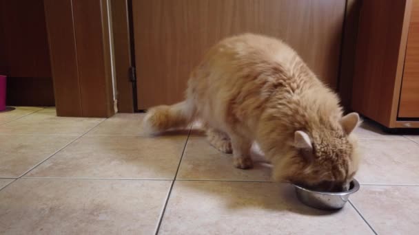 Le chat rouge mange de la nourriture sèche de son assiette
 - Séquence, vidéo