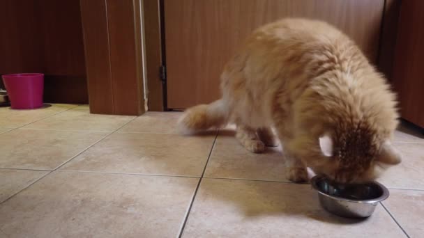 赤猫は彼の皿から乾燥した食べ物を食べる - 映像、動画