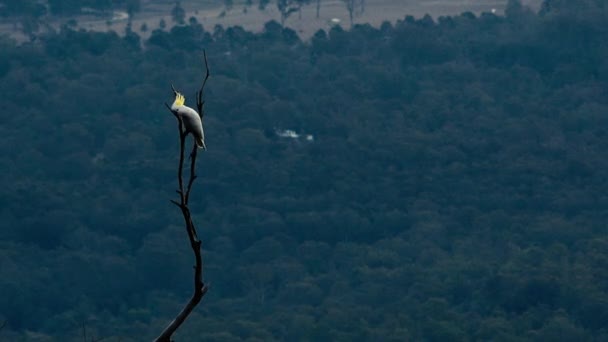 Giallo Cockatoo Crested fuori nella natura durante il giorno
 - Filmati, video