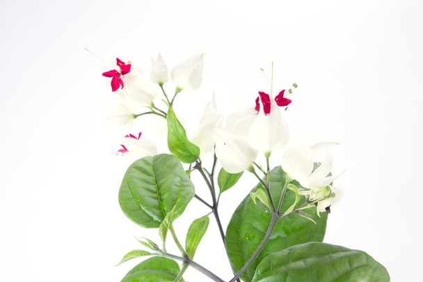 Clerodendrum thomsoniae or bagflower - Photo, Image