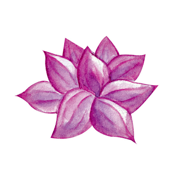 Succulent in watercolor, pink, purple, lilac color on white background. Hand drawn succulentus. Perfect for your project, wedding, greeting cards, photos, banner, blogs, wreaths, - Photo, Image