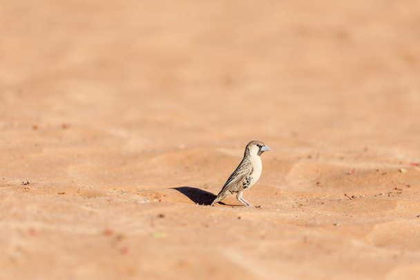 Closeup z Družitelného ptáčka Weaver - Fotografie, Obrázek