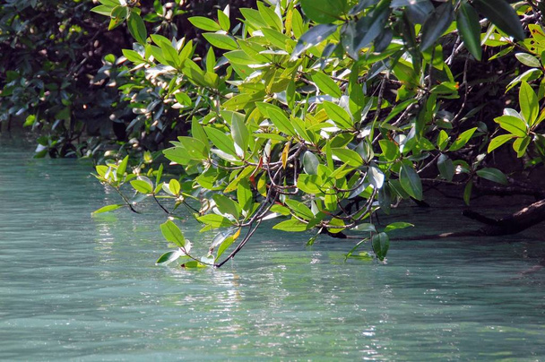  Drzewa mangrowe w Tajlandii. - Zdjęcie, obraz