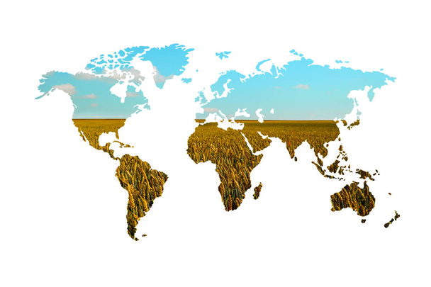 Mappa del mondo con sfondo spikelet su sfondo bianco
 - Foto, immagini