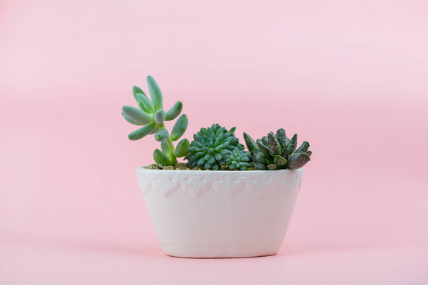 Succulents in a white glossy flowerpot on a pink background - Valokuva, kuva