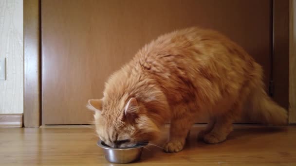 赤猫は彼の皿から乾燥した食べ物を食べる - 映像、動画