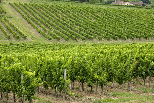 vineyards of the famous region of monbazillac, perigord. - Фото, изображение