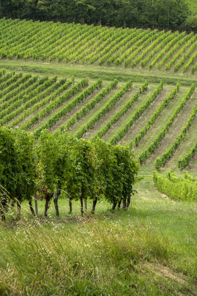 vineyards of the famous region of monbazillac, perigord. - Фото, изображение