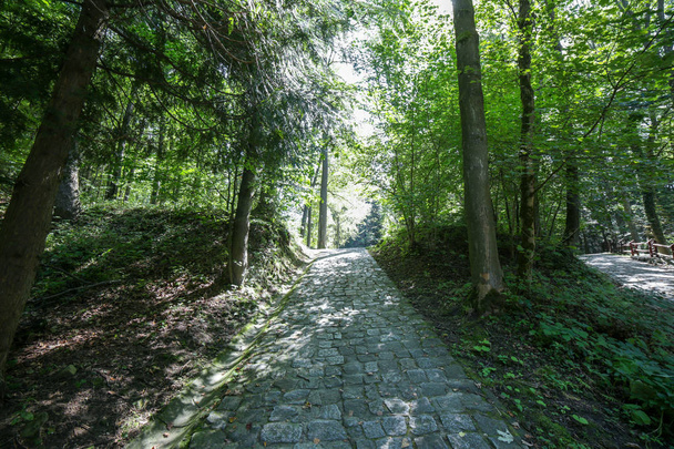 Sentiers touristiques sur la montagne Gora Parkowa à Krynica Zdroj en Pologne
 - Photo, image