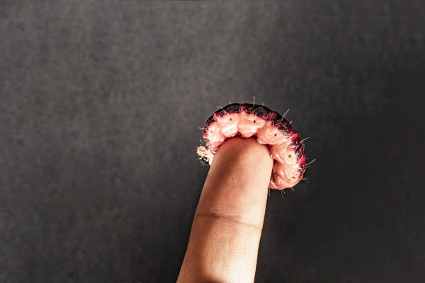 La larva della farfalla si trova sul dito sotto forma di un anello su
  - Foto, immagini
