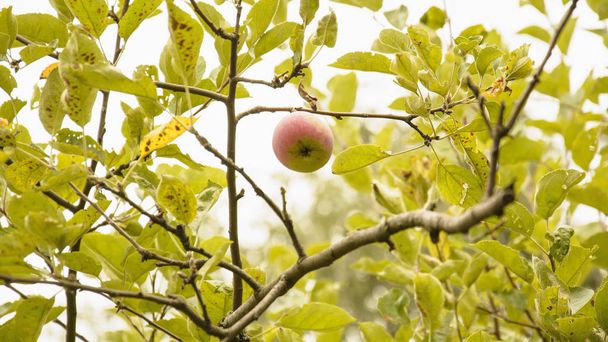 grüne Äpfel auf einem Baum - Foto, Bild