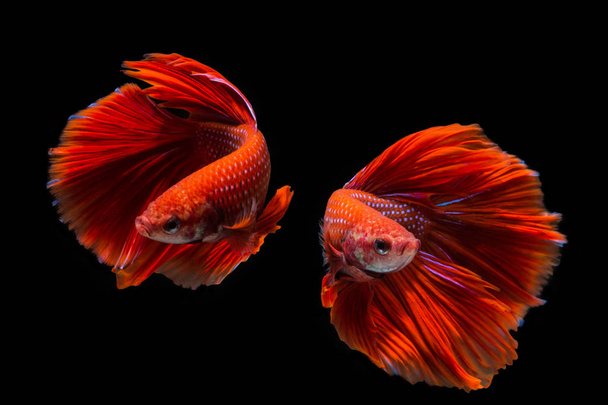 Kırmızı betta balık, siyah arka planda balık mücadele siyam lı bahis - Fotoğraf, Görsel