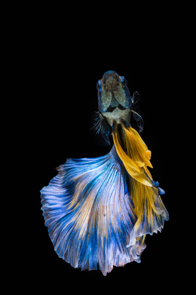 Синьо-жовта риба бета, сиамська риба на чорному фоні
 - Фото, зображення