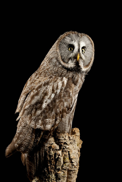 Oszałamiający portret Great Grey Owl Strix nebulosa w Studio Set - Zdjęcie, obraz