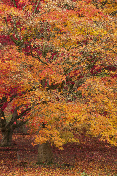 Kaunis värikäs elinvoimainen punainen ja keltainen japanilainen vaahtera puita i
 - Valokuva, kuva