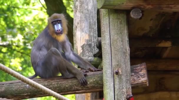 Nahaufnahme einer weiblichen Mandrille, die auf einem Holzbalken sitzt, einer verletzlichen Primatenart aus Afrika - Filmmaterial, Video