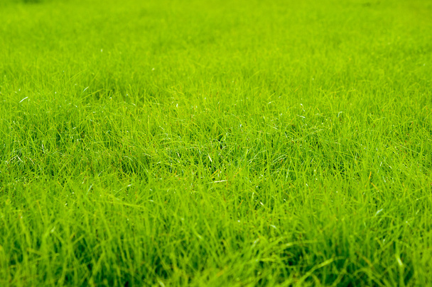 Grama verde - Foto, Imagem