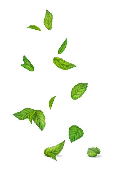 Vector illustration of a set of mint leaves - Vektor, kép