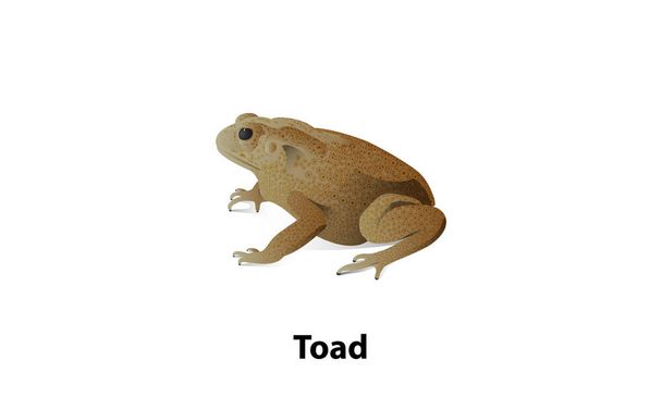 Vector toad with shadow on a white background Is an amphibian - Vector, Image
