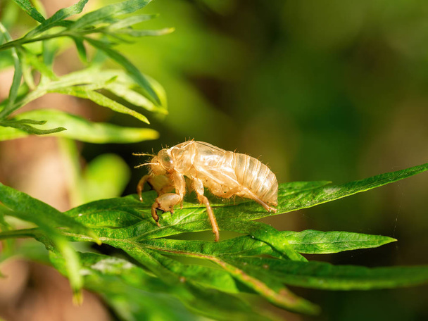 Exuvia ie moulted exoskeleton of European cicada on leaf. - Photo, Image