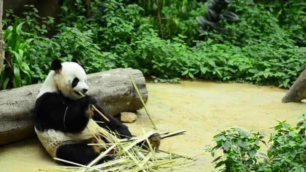 mooie reuzenpanda in de dierentuin die bamboe eet - Video