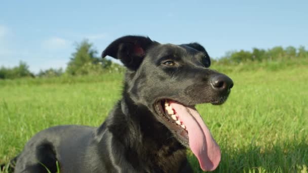 MOVIMIENTO Lento, PORTRAIT: Obediente cachorro negro que yace quieto en medio de un campo herboso vacío en el campo soleado. Panting border collie dog se enfría después de jugar descansando en la hierba fría
 - Imágenes, Vídeo
